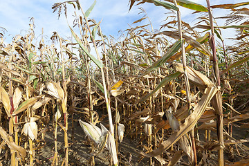 Image showing yellowed ripe corn