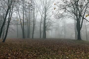 Image showing trees in autumn, close-up