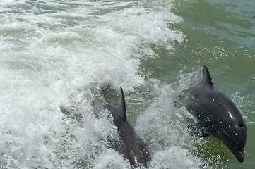 Image showing Dolphins following the boat