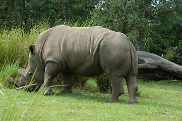 Image showing Rhinoceros