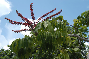 Image showing Caribbean vegetation