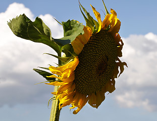 Image showing Sun flower at blue sky