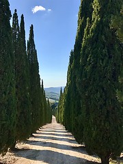 Image showing Typical country road in Tuscany lined with cypress trees