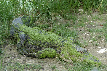 Image showing Alligator at Everglades