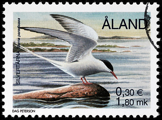 Image showing Arctic Tern Stamp