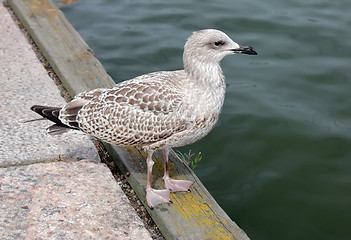 Image showing Juvenile Gull on a Pier