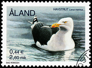 Image showing Great Black-backed Gull