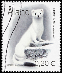 Image showing Beautiful Stoat Stamp