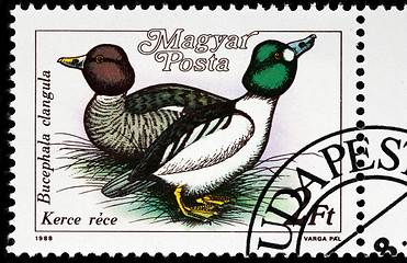 Image showing Common Goldeneye Stamp