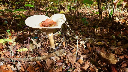 Image showing beautiful mushroom in autumn forest