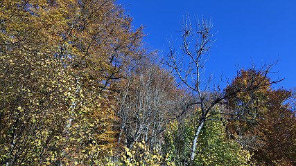 Image showing beautiful autumn forest