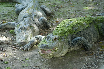 Image showing Alligators at Everglades
