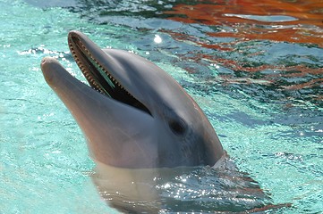 Image showing Dolphin in the water