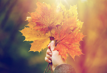 Image showing close up of woman hands with autumn maple leaves