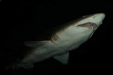 Image showing Shark in deep water