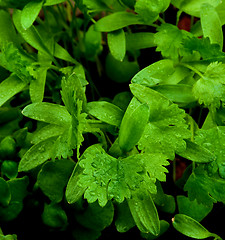 Image showing Young Leafs of Cilantro