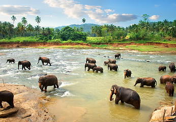 Image showing Elephants in water in the afternoon