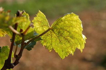 Image showing Vine leaf in the vineyard