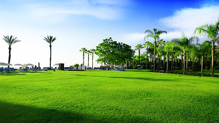 Image showing Green meadow in Turkey