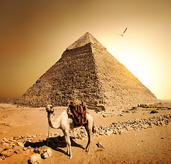 Image showing Camel in sandy desert