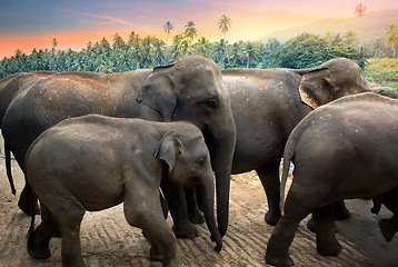 Image showing Elephants in the jungle