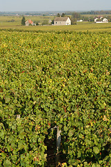 Image showing French vineyards