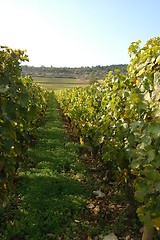 Image showing French vineyards