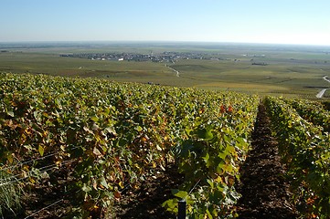 Image showing French vineyards