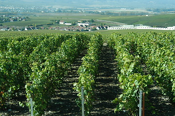 Image showing French vineyards