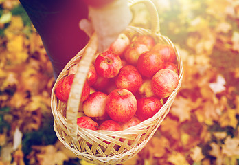 Image showing woman with basket of apples at autumn garden