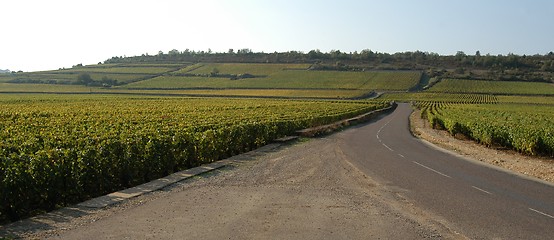 Image showing French vineyards