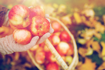 Image showing woman with basket of apples at autumn garden