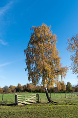 Image showing Old wooden gate by a lone tree