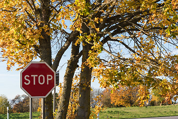 Image showing Stop traffic sign by fall season