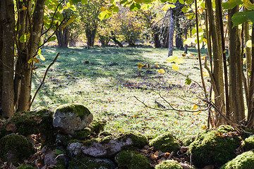 Image showing Fall season colored forest glade