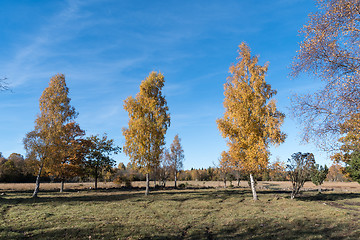 Image showing Colorful birch trees