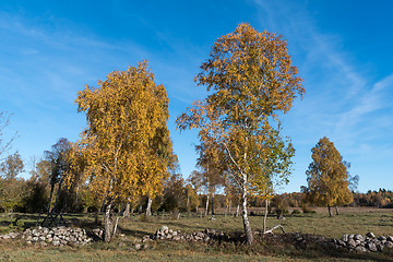 Image showing Landscape in fall season colors