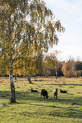 Image showing Sheep in a colorful landscape