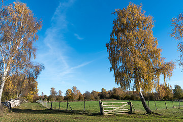 Image showing Old wooden gate by a lone tree