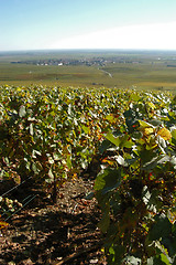 Image showing French vineyards