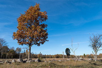 Image showing Lone oak tree in fall colors
