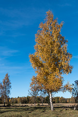 Image showing Beautiful colored birch tree