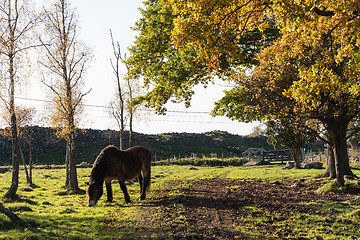 Image showing Grazing horse in a colorful landscape