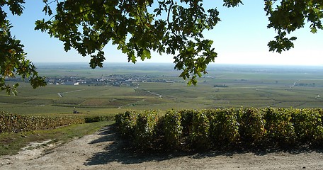 Image showing French vineyards