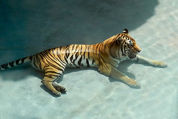 Image showing Tiger in the water