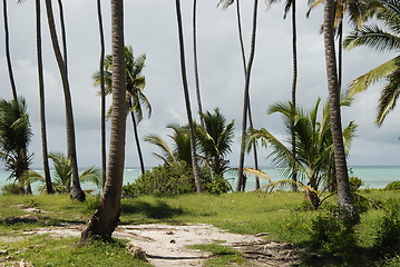 Image showing Zanzibar forest