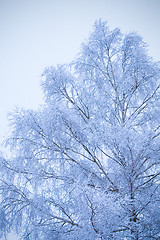 Image showing First snow on branches of frosty tree