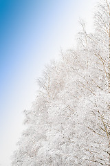 Image showing Beautiful frosty morning view with frozen branches of snowy tree