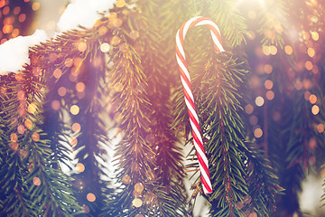 Image showing candy cane christmas toy on fir tree branch