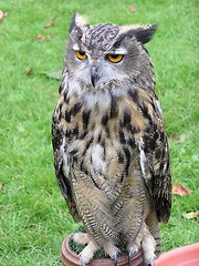 Image showing European Eagle Owl